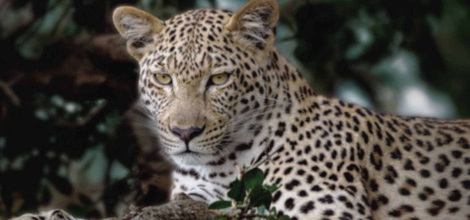 Liniile se animă pe o imagine foarte plictisitoare și aproape gri cu un leopard în pădure, ca și cum un supercomputer ar analiza elementele cadrului. Un laser urmărește silueta leopardului și apoi este îmbunătățit, pentru a fi mai luminos, detaliat și mai colorat. De asemenea, fundalul se transformă de la stânga la dreapta, acum cu contrast, profunzime și culori îmbunătățite.